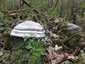 Bükkfa-tapló (Fomes fomentarius), Vértes